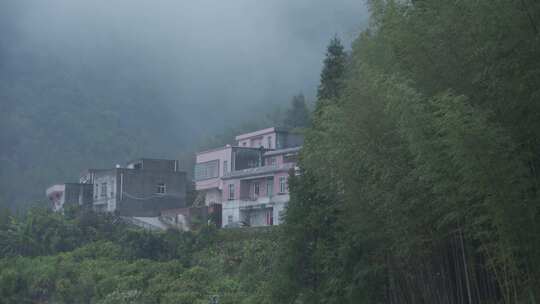 春天李花，竹林烟雨，乡村老屋