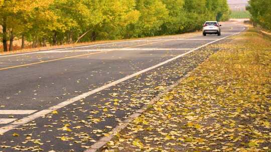 4K车辆行驶在飘满金黄落叶的道路实拍