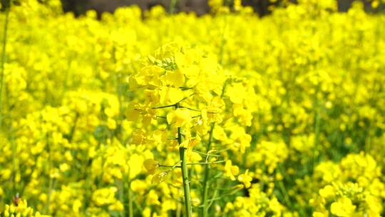 油菜花 蜜蜂采蜜