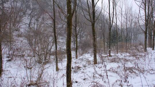 冬天秦岭山深处岭南公园的雪景