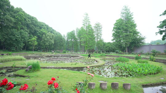 中国科学院武汉植物园睡莲展示区