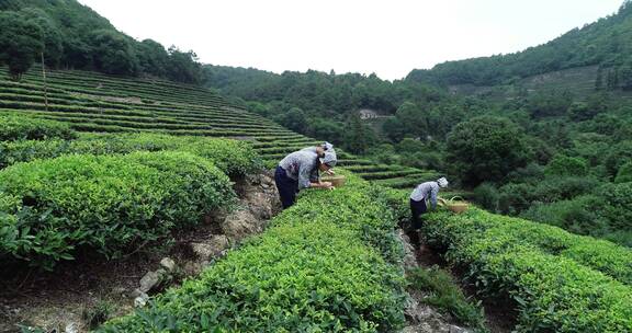 茶园 茶叶 茶 茶山 茶文化