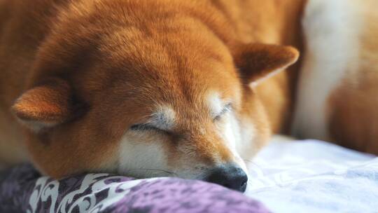 日本柴犬宠物狗趴着睡觉4K