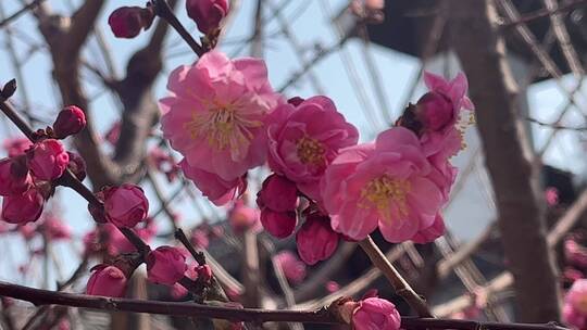 蜜蜂在花朵上采蜜