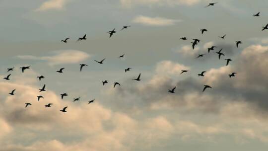 天空中的鸟群视频素材模板下载