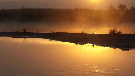 仙境般的黄昏夕阳下湖面雾气弥漫芦苇丛