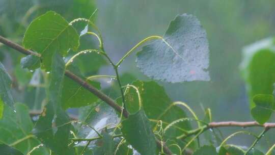 城市下暴雨下雨天雨水雨滴植物树叶子树木雨