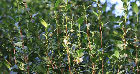 茶叶树开花