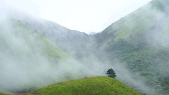 森林云海山峰云雾缭绕雨后树林山林山脉风景