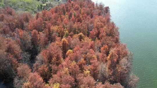 深圳坪山大山陂水库水杉秋色