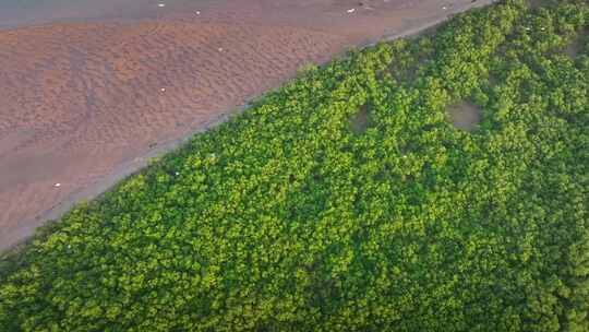 湛江乐民港红树林白鹭滩涂湿地保护区航拍