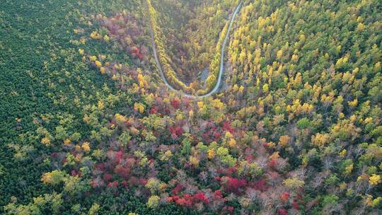 航拍大兴安岭秋季彩林山路