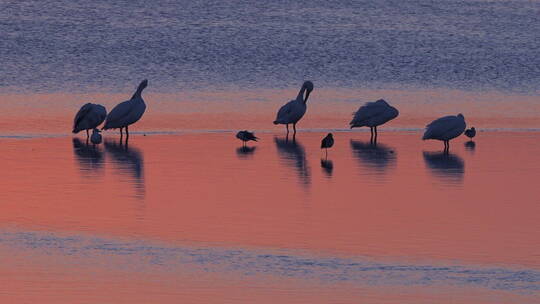 日落下湿地的滨鸟