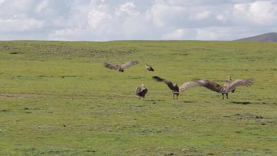 A1兀鹫展翅、野生动物、草地