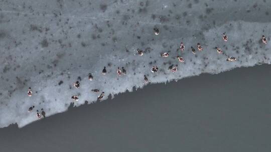 航拍俯瞰威海里口山水库冰面上的鸳鸯视频素材模板下载