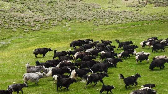 西藏牦牛奔跑