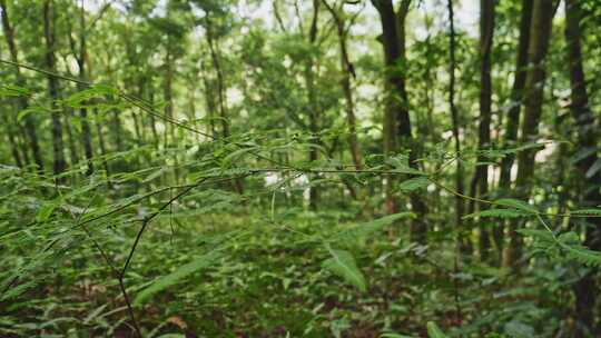 森林里蕨类植物