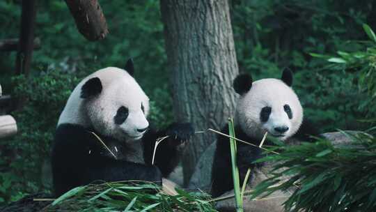 大熊猫春生和香果