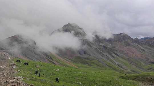 航拍四川阿坝小金大哇梁子垭口草原雪山风光