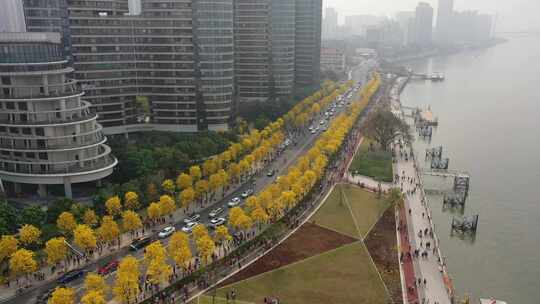 广州白鹅潭黄花风铃木盛开航拍素材