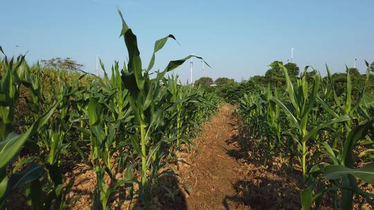 乡村田园玉米种植高粱地4k实拍视频素材模板下载
