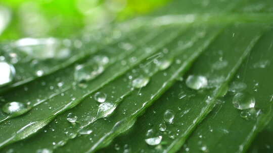 雨水滴落在叶子上