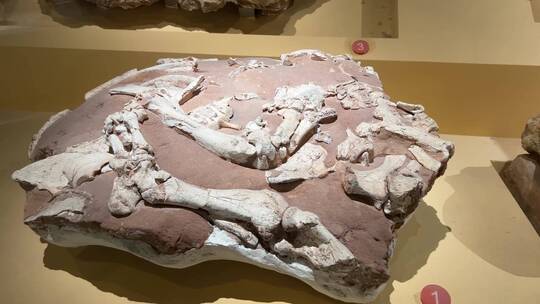 海洋生物古生物恐龙化石