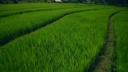 山间农田生态航拍画面