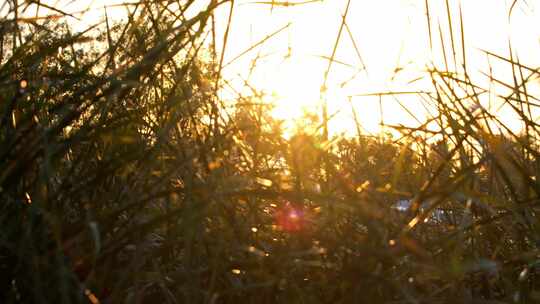 4K石家庄滹沱河水鸟 夕阳美景