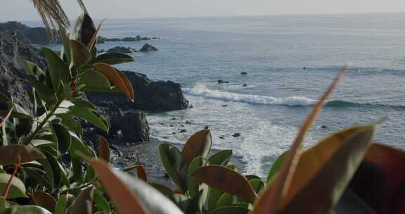 特内里费岛，海洋，波浪，树叶