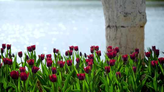 春天治愈系的湖水边逆光明亮郁金香花海