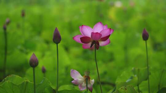 夏季公园荷花盛开唯美花瓣