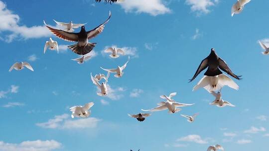 国庆大气蓝天白云白鸽和平鸽飞翔视频素材