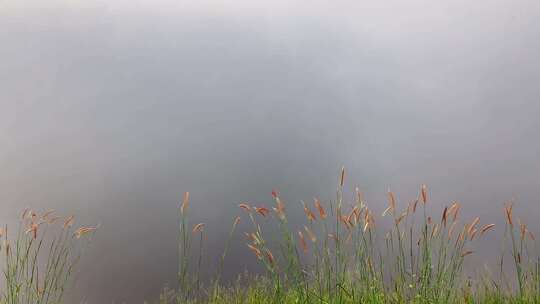 清晨，雾在湖面上移动。棕色禾本科的绿色草