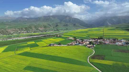 青海祁连县夏塘村油菜花乡村田园航拍风光