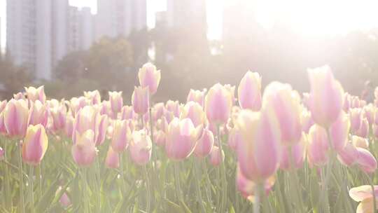 春暖花开植物园的郁金香花海盛放视频素材模板下载