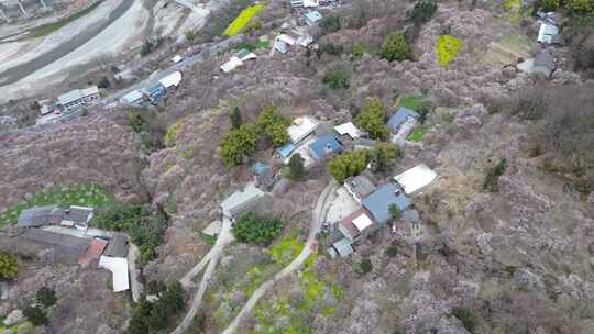 四川绵阳市平通镇梅林视频素材模板下载