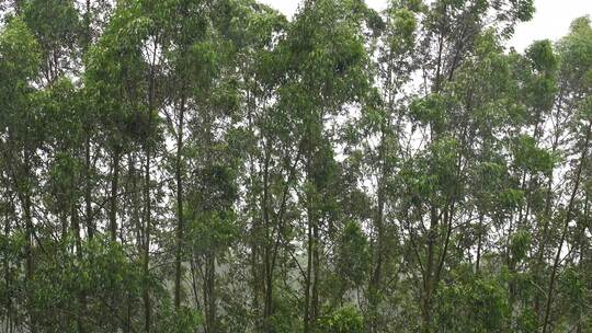 阴天森林风吹树林雨天树叶随风摇曳自然景观