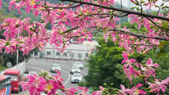 粉红色异木棉花 道路 车辆行驶 5430