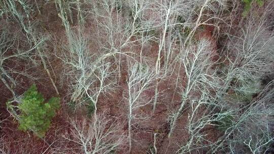 冬季林地，空中扫描和搜索树林，冬季森林中树木的美丽视频素材模板下载