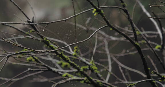 潮湿空气中树上蜘蛛网