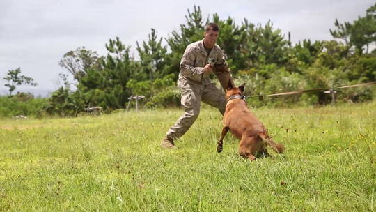 美国士兵训练警犬