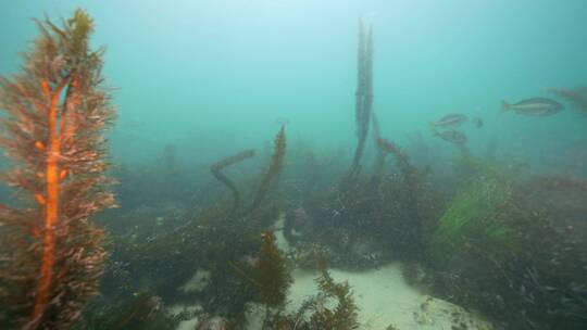 海底海草鱼类海洋生物视频素材模板下载