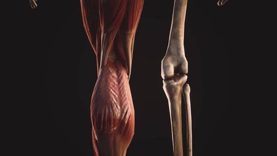人体肌肉和骨骼系统视频素材模板下载