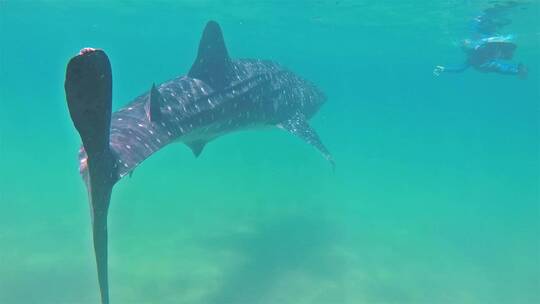 水下拍摄到的巴哈鲸鲨