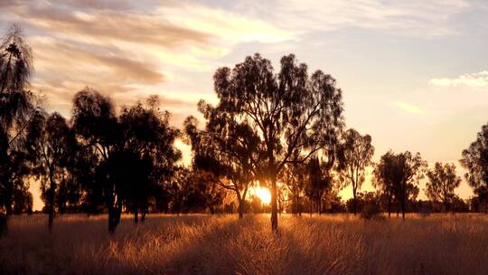 澳大利亚丛林美丽日落