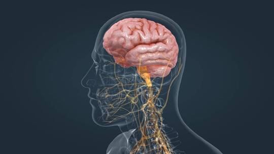 中枢神经 神经通路 大脑动画 器官动画