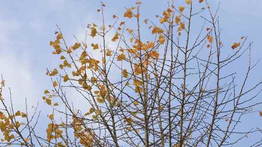 树上银杏叶被风吹落