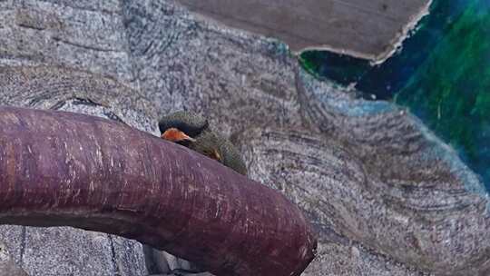 动物园 动物 生命 自然 小动物 萌宠