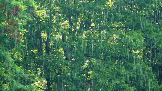 下雨唯美清新空镜雨景